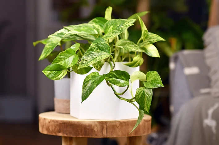 erros comuns ao ter plantas purificadoras no quarto