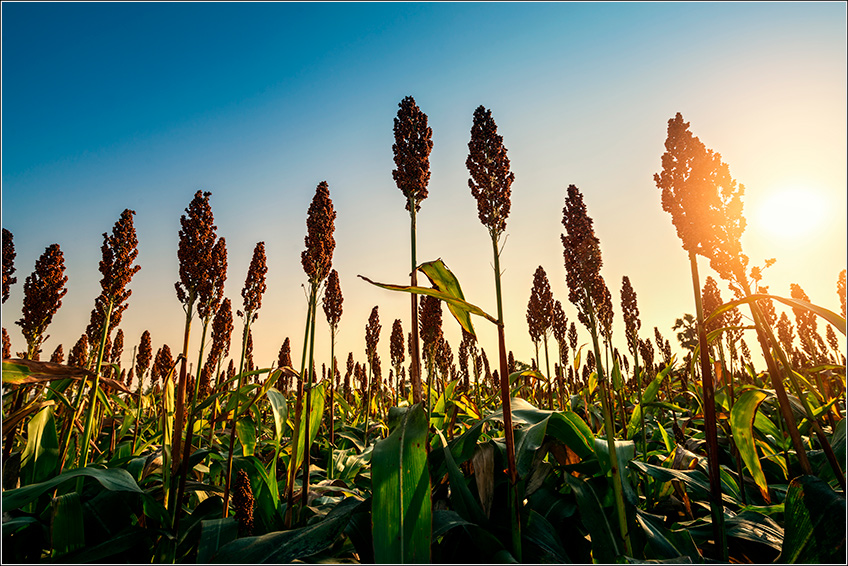 tipos de sorgo para alimentação animal
