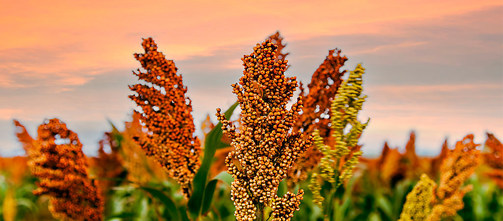 erros comuns no plantio de sorgo